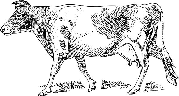 600x323 Guernsey Cow Drawing - Cow Drawing Images