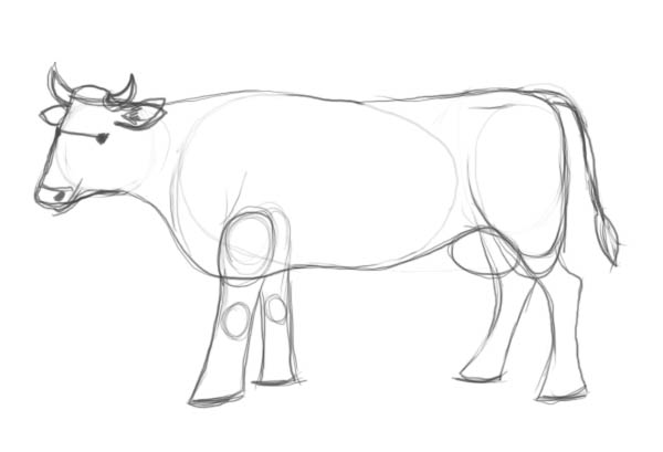 600x409 How To Draw A Cow Step - Cow Drawing Images