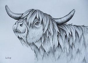 300x213 Large Original Charcoal Highland Cow Drawing - Cow Drawing Images