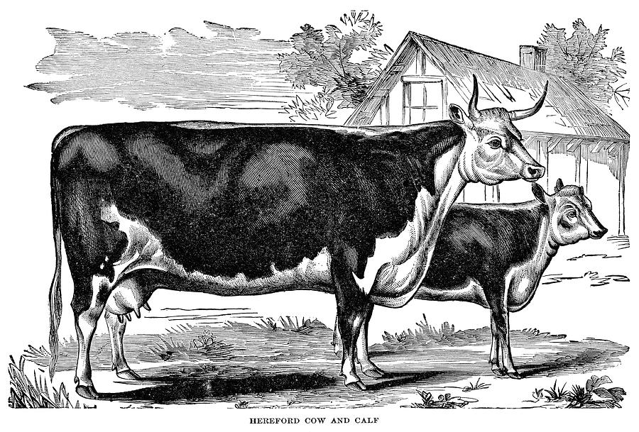 900x609 cow black and white drawing excellent symbol on the indians - Cow Drawing Outline