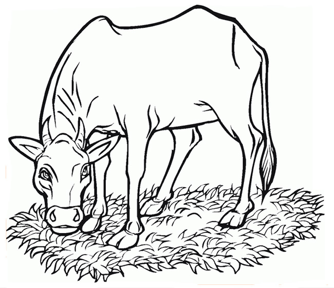 650x560 Cow Template - Cow Drawing Outline