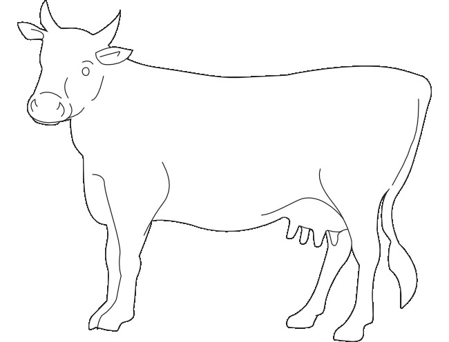 Cow Drawing Outline at PaintingValley.com | Explore collection of Cow ...