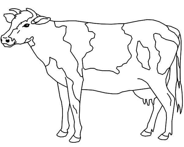 600x481 Huge Collection Of 'cow Outline Drawing' Download More Than - Cow Drawing Outline