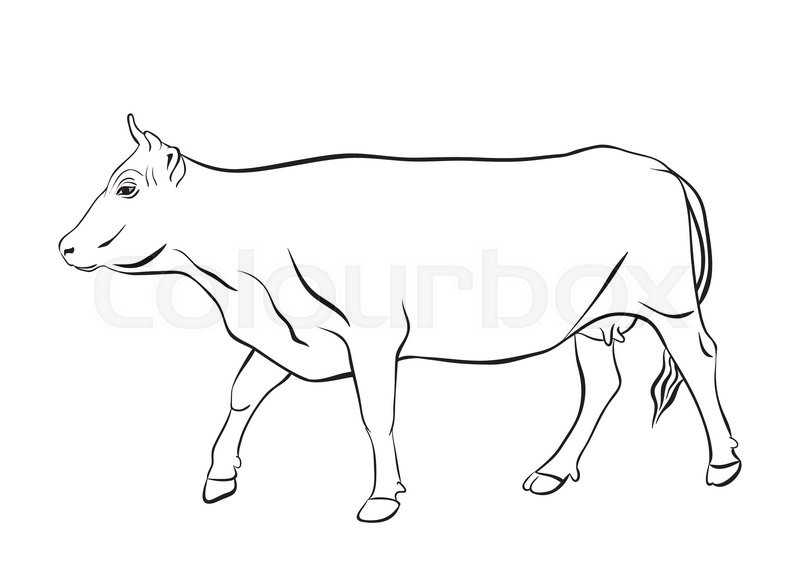 800x580 cow ornament vector cow drawing with stock vector colourbox - Cow Drawing Pictures