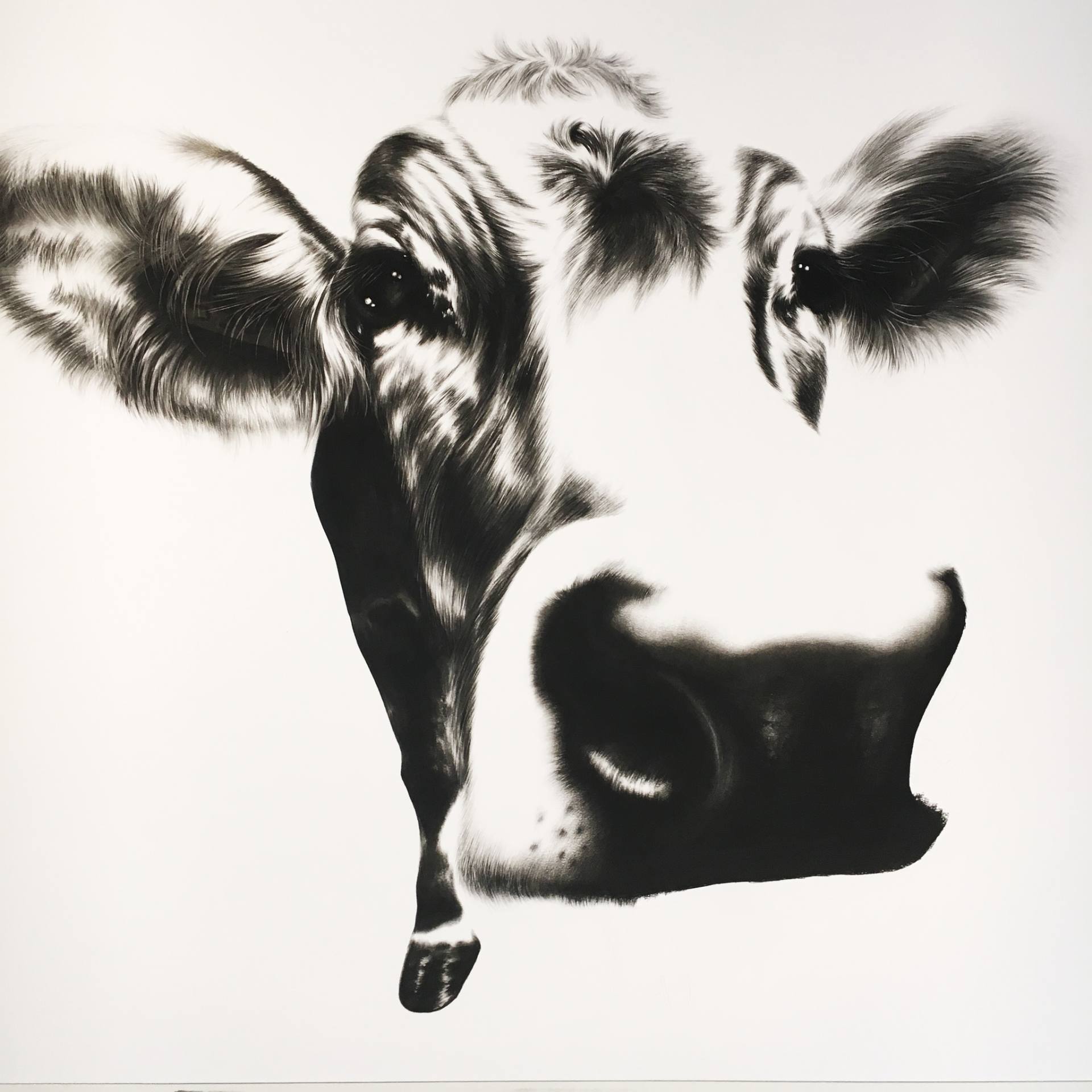 1920x1920 curious cow drawing - Cow Drawing Pictures