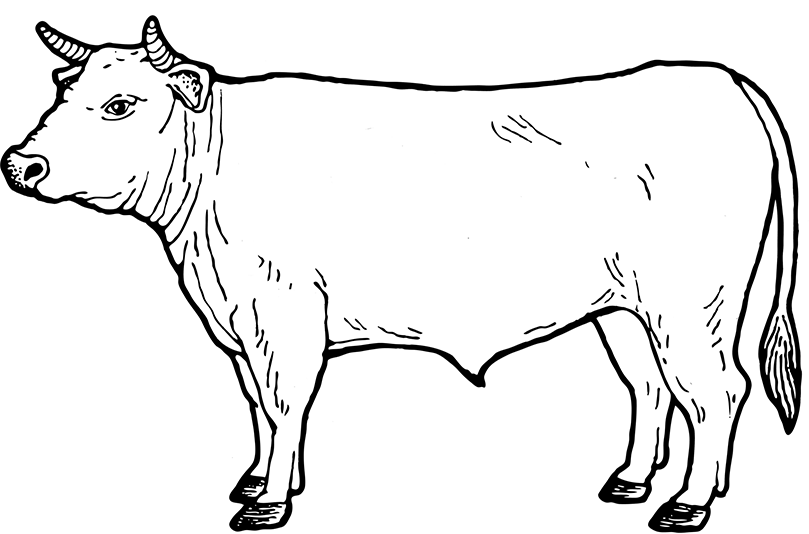 809x534 Drawing Cow Easy Transparent Png Clipart Free Download - Cow Drawing Pictures