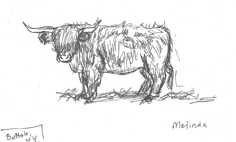900x541 highland cattle art print beautiful pinte highland cow drawing - Cow Drawing Pictures