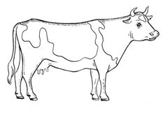 236x168 how to draw a cow cows drawings, cow drawing, cow sketch - Cow Drawing Pictures