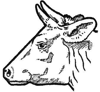 339x313 How To Draw Cow's Face And Head With Step - Cow Drawing Pictures