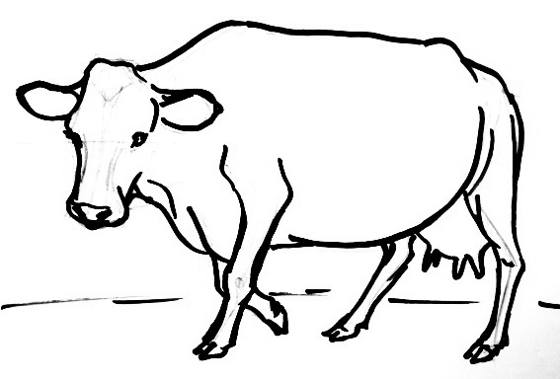 560x379 How To Draw A Cow - Cow Drawing Pictures