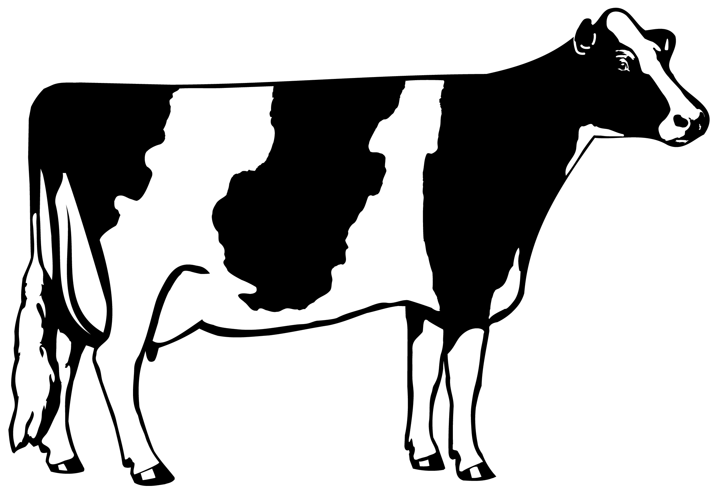 2310x1590 black and white cow drawing fresh cow clipart black and white - Cow Drawing Pictures