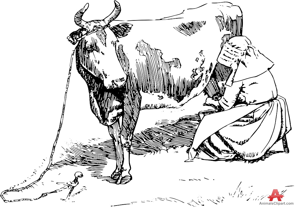 999x699 Cattle Clipart Cow Drawing - Cow Drawing Pictures