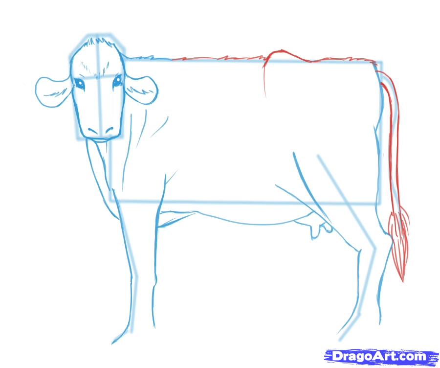 900x752 how to draw cows, step - Cow Drawing Step By Step