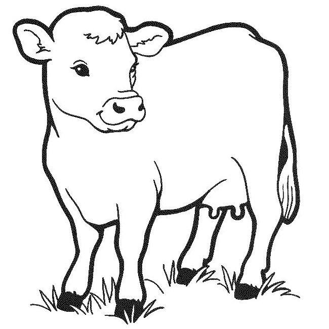 650x650 Calf Drawing Free Download - Cow Easy Drawing