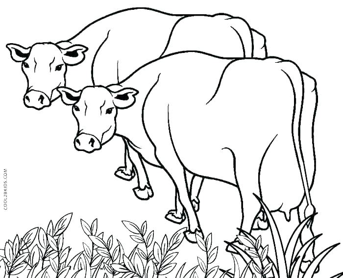 700x567 Coloring Pages Cow Coloring Pages Easy Drawing Colouring Picture - Cow Easy Drawing