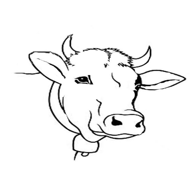 650x612 Cow Face Outline Jt Coloring - Cow Face Drawing