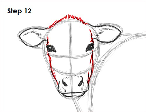 500x386 How To Draw A Cow - Cow Face Drawing