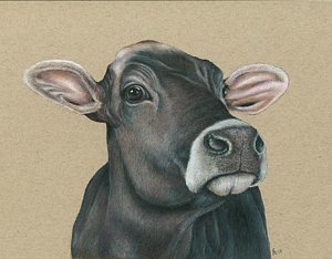 300x234 Jersey Cow Drawings Fine Art America - Cow Face Drawing