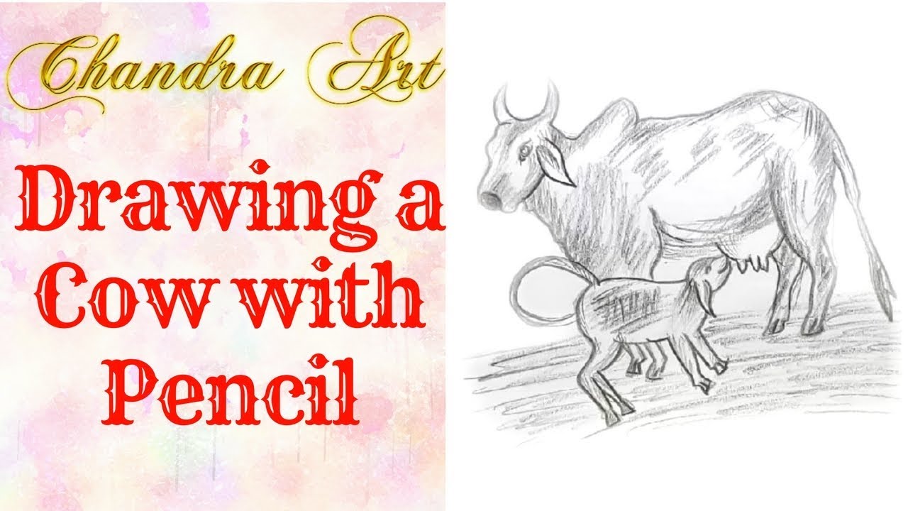 1280x720 draw a cow with pencil how to draw a cow face step - Cow Face Drawing
