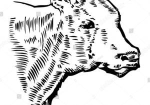 300x210 cow head drawing - Cow Head Drawing