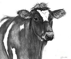 300x251 cow head drawings fine art america - Cow Head Drawing