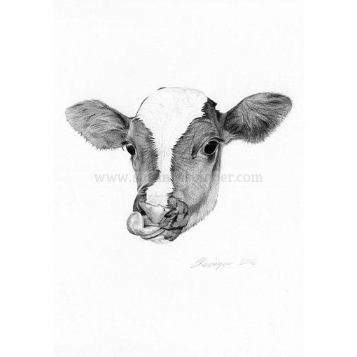 510x510 cow head print - Cow Head Drawing