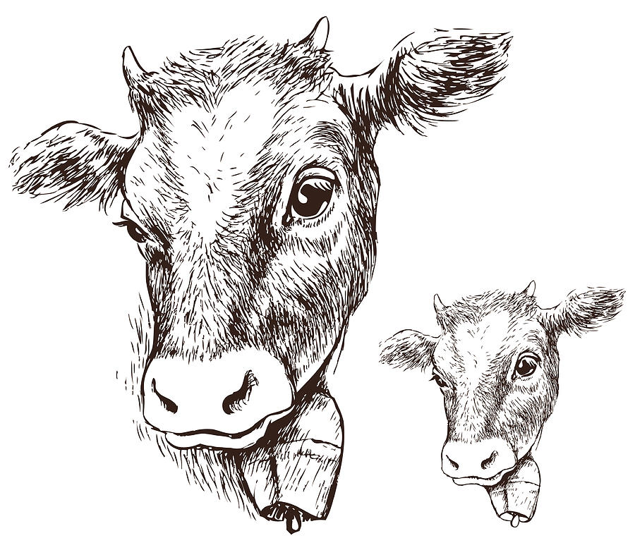Cow Head - Cow Head Drawing. 