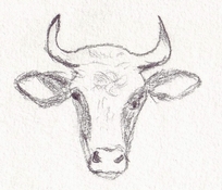 204x175 cow studies january february march april - Cow Head Drawing