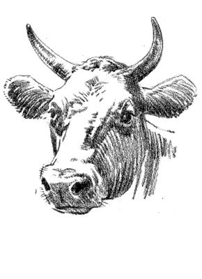 290x400 Drawing Tip Of The Day Number Contrasts In Your Drawings - Cow Head Drawing