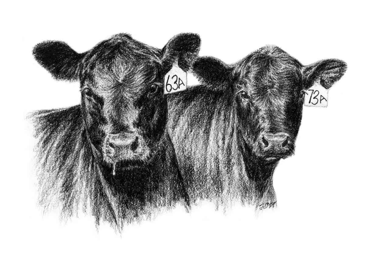 1200x863 Angus Clip Art - Cow Head Drawing