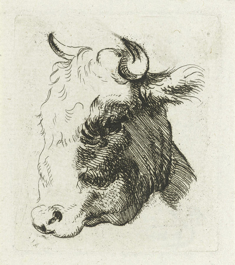 797x900 study sheet with a cows head drawing - Cow Head Drawing