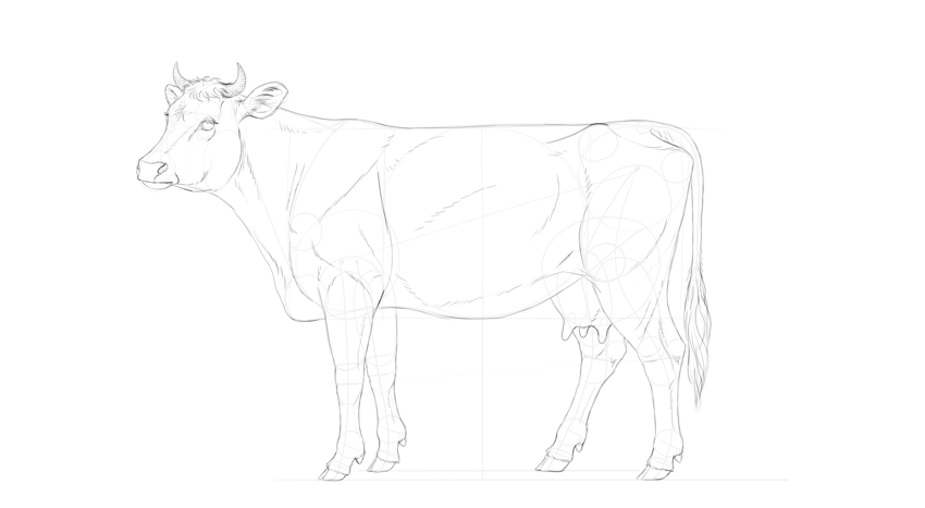 850x467 How To Draw A Cow - Cow Images Drawing