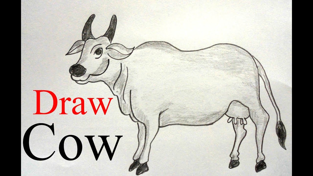 1280x720 How To Draw A Cow Step - Cow Images Drawing