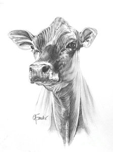 224x300 Jersey Cow Drawings Fine Art America - Cow Images Drawing