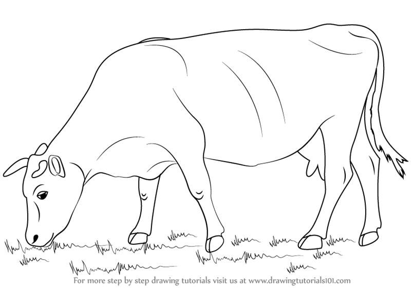 800x563 Learn How To Draw A Cow - Cow Images Drawing