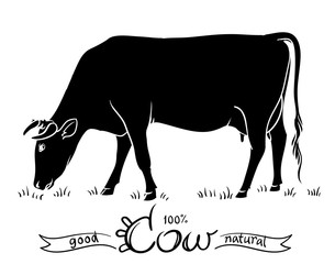 305x240 Search Photos Cow Drawing - Cow Images Drawing