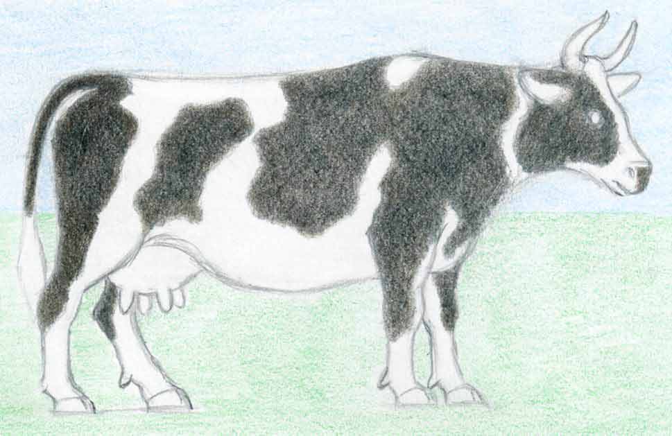 969x629 How To Draw A Cow Step - Cow Images Drawing