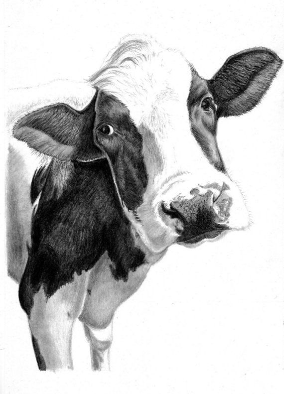 570x791 Cow Art Print - Cow Pencil Drawing