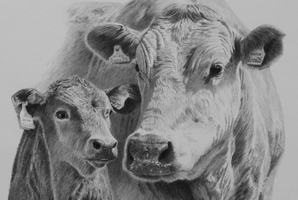 Cow Pencil Drawing : Holstein Kuh Molitor Bleistift Seashell Kunstdruck ...