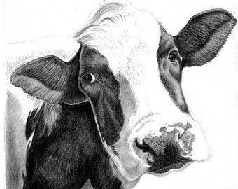 340x270 Cow Picture - Cow Pencil Drawing