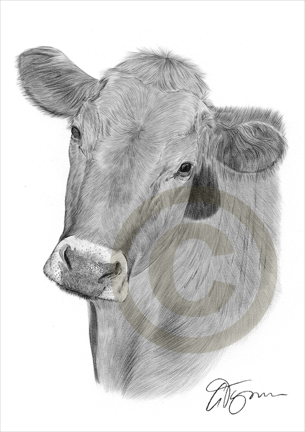 1000x1414 Cow Pencil Drawing Print Animal Art Artwork Signed - Cow Pencil Drawing