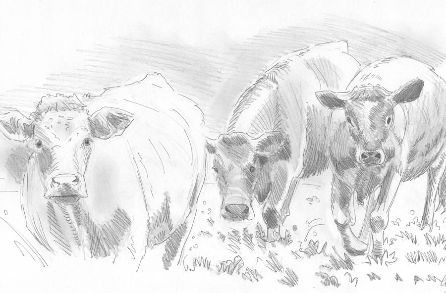 900x592 Cows Pencil Drawing Drawing - Cow Pencil Drawing