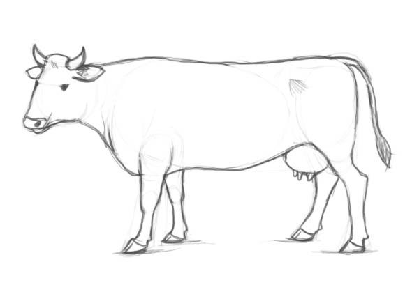 600x409 How To Draw A Cow Step - Cow Pencil Drawing