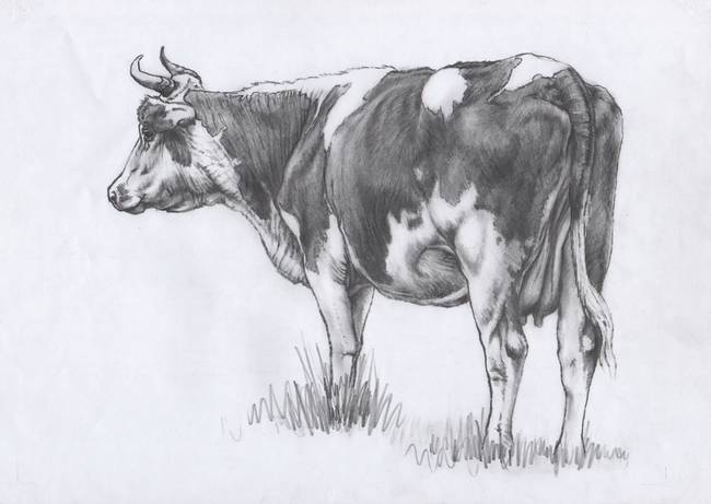 650x461 Backward Cow Sketch - Cow Pencil Drawing