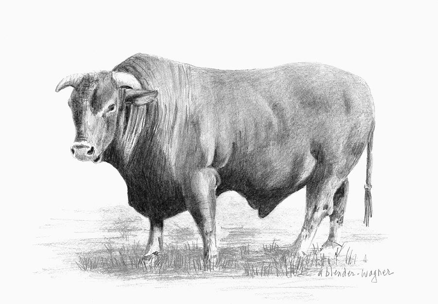 900x626 Santa Gertrudis Bull Drawing - Cow Pencil Drawing