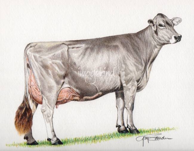 650x508 Brown Swiss Cow - Cow Pencil Drawing