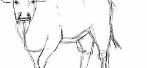 300x140 How To Draw A Simple Cow - Cow Simple Drawing