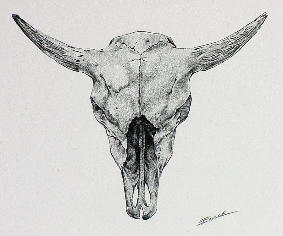900x751 Cow Skull Drawing - Cow Skull Drawing