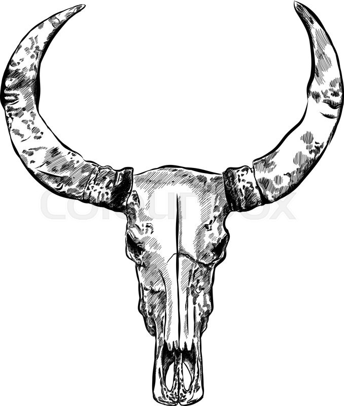 678x800 Cow Skull Hand Drawn Vector Stock Vector Colourbox - Cow Skull Drawing