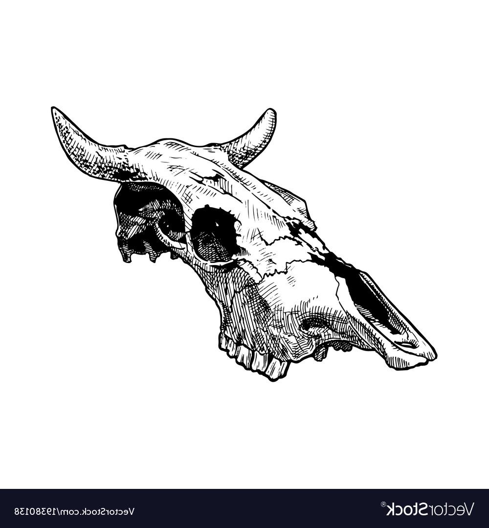 1000x1080 Top Cow Skull Drawing Vector Design Free Vector Art, Images - Cow Skull Drawing